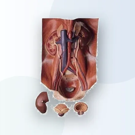 Bebek Bakımı Genital Organ Modelleri