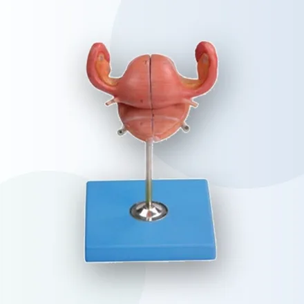 Uterus Maketi